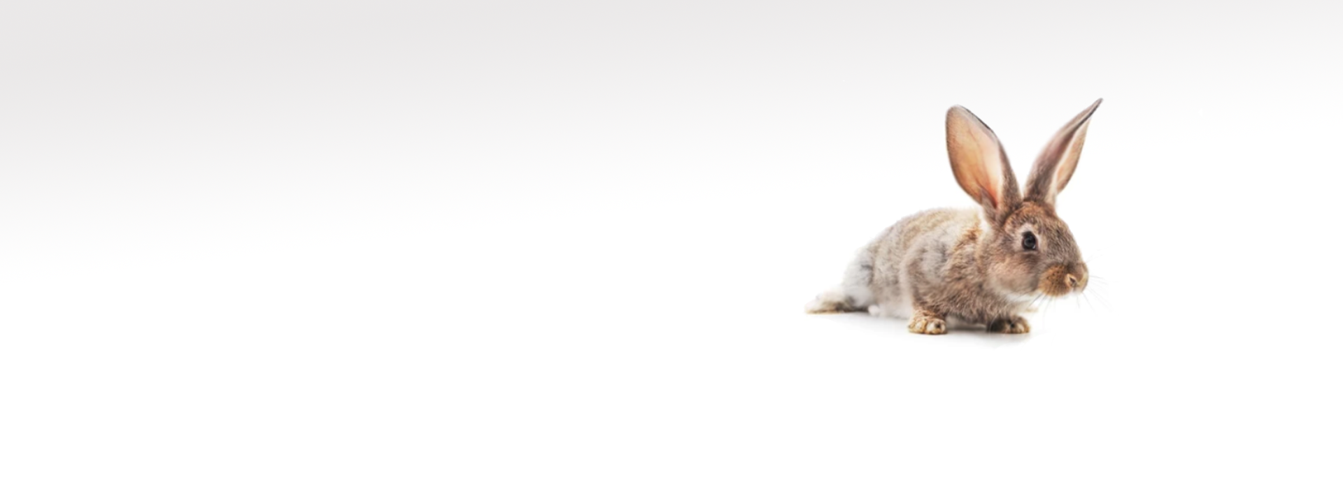 LEPUS ITALIA